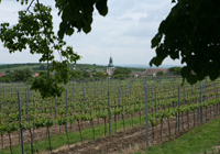 Tourisme viticole